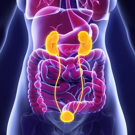 Bowel/Bladder Dysfunction | ATI